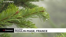 Corte dos primeiros pinheiros de Natal em França