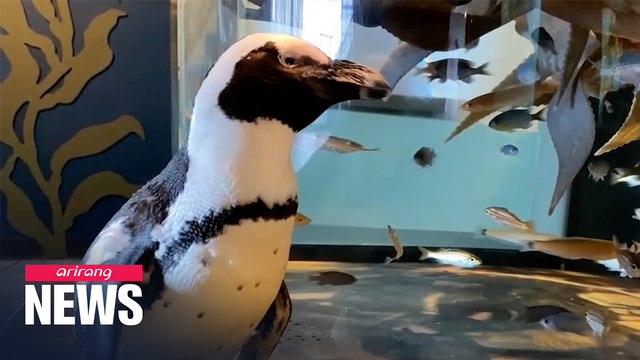 Keep on waddling: penguin tours aquarium home