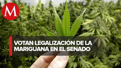 Así va la discusión en el senado sobre la regulación de la mariguana