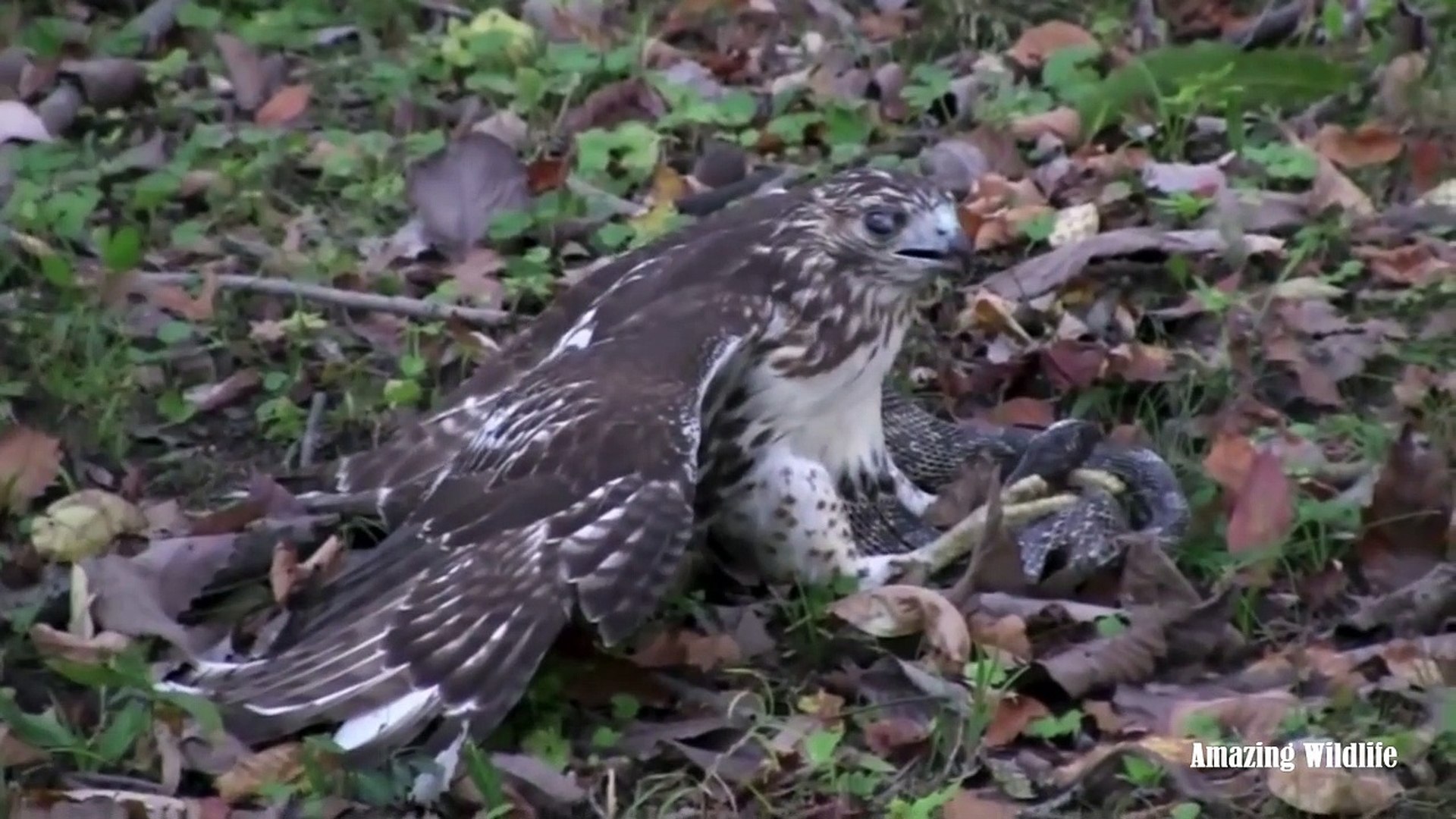 Red Tailed Hawk attacks and kills a Snake | Animals fight to the death
