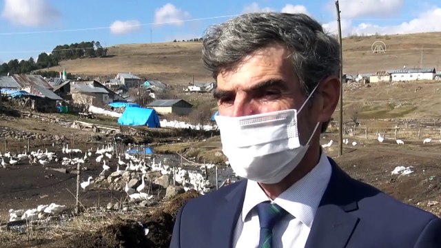 KARS - Hobi için kurduğu çiftlikte yetiştirdiği kazları Türkiye'nin dört bir yanına gönderiyor