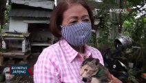 Pandemi Covid-19, Anjing Kucing Banyak Yang Terlantar