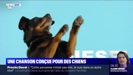 Savez-vous à quel son votre chien est le plus réceptif ?