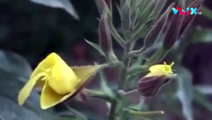 Bunga Ini Mekar Hanya Saat Azan, Benarkah Demikian?