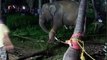 Elephant rescued from well in Tamil Nadu after 14-hour operation