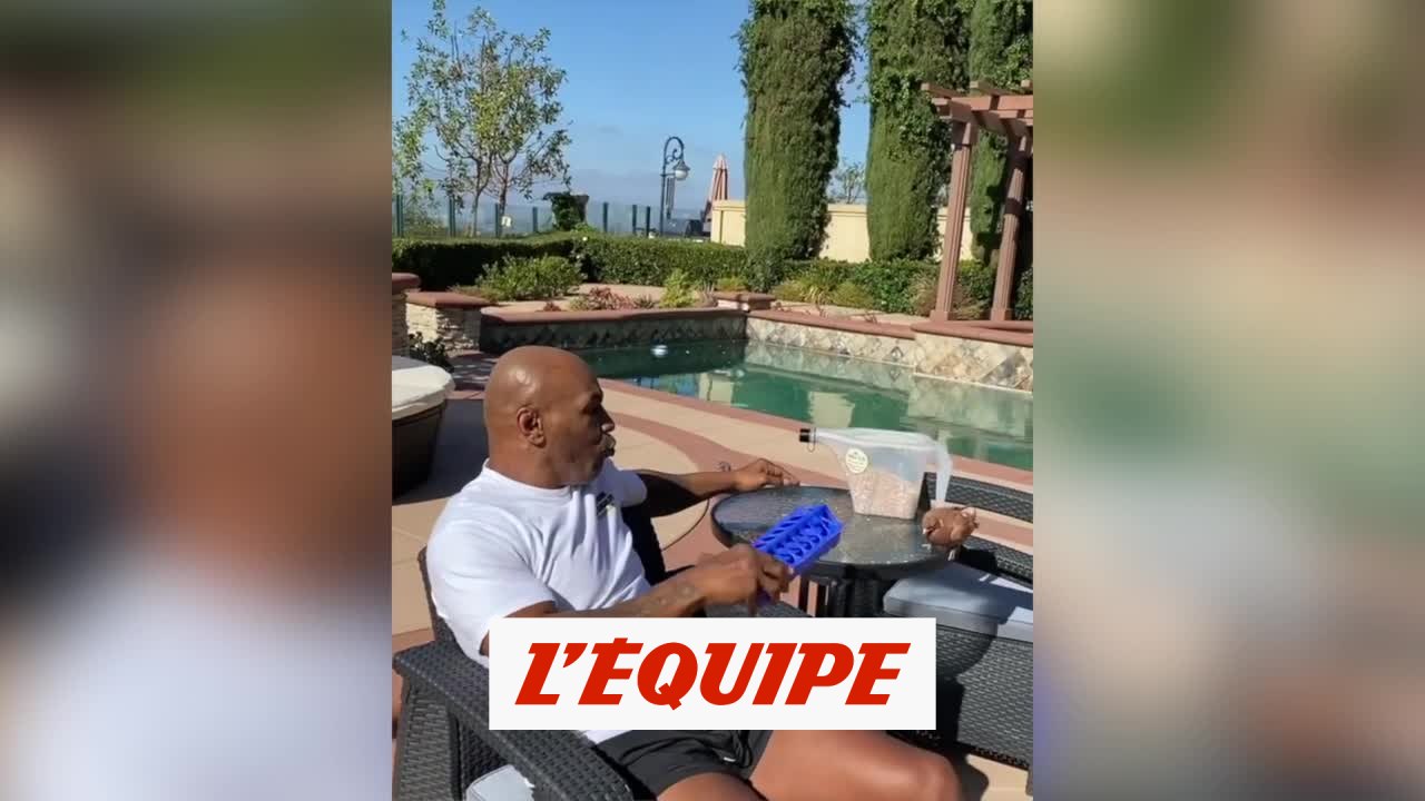 Tyson, l'homme qui murmurait à l'oreille des pigeons - Boxe - WTF