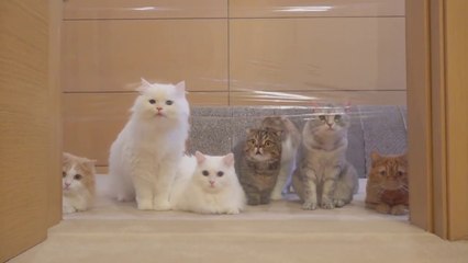 Cats vs Invisible Wall