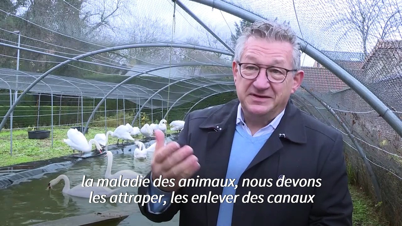 Grippe aviaire: 120 cygnes retirés des canaux de Bruges pour être confinés