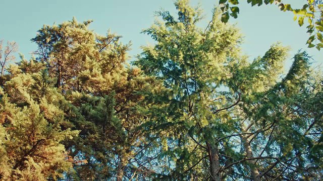 Ekin Ekinci - Yanımda Kal