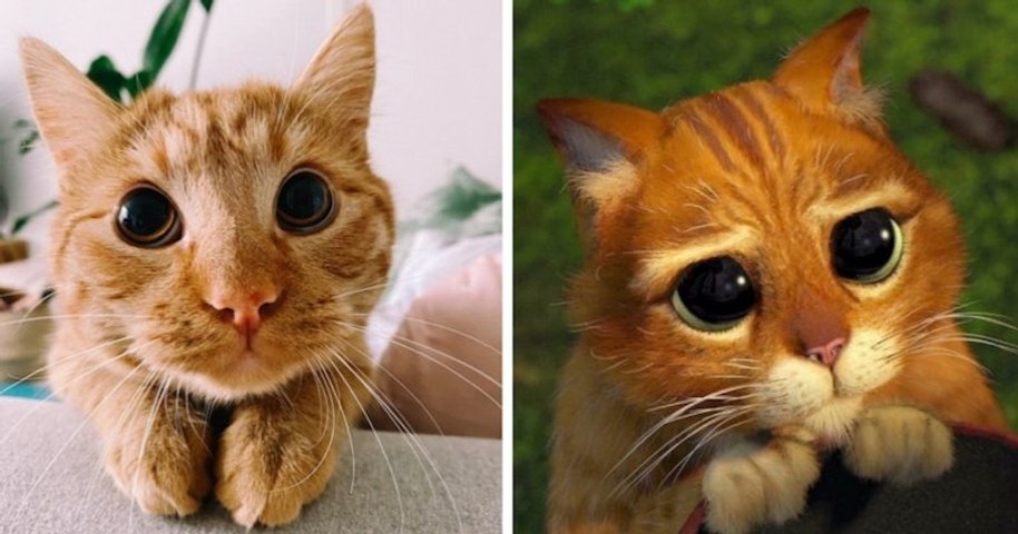 Ce Chat Au Pelage Roux Est Le Sosie Du Chat Potte De Shrek Video Dailymotion