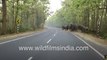 Big Elephant herds cross roads at multiple locations in West Bengal _ Locals use homemade explosives