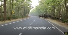 Big Elephant herds cross roads at multiple locations in West Bengal _ Locals use homemade explosives