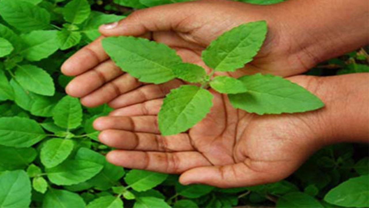 तुलसी को ज्यादा खाने से होते है ये नुकसान । Side Effects Of Tulsi Or Basil । Boldsky