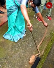 Kerala to have certified trainers to catch and rescue snakes in the state