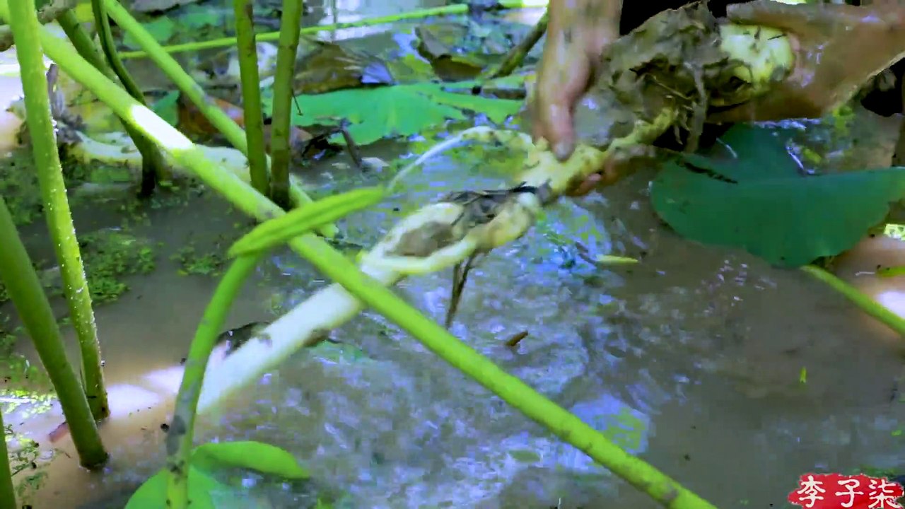 Utiliser chaque partie du lotus: fleurs, feuilles et racines