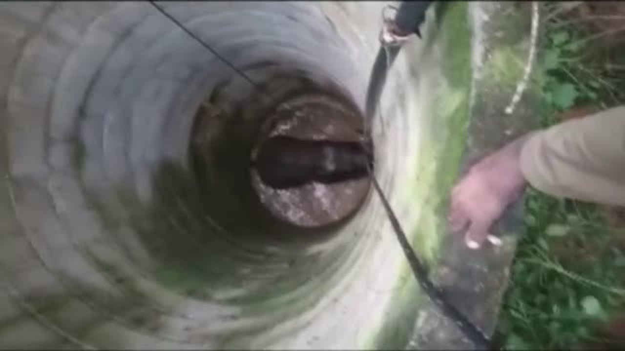 Rescatado en La India un elefante que cayó al fondo de un pozo