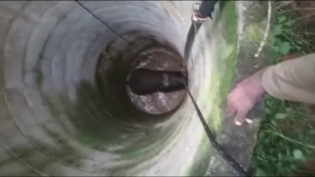 Rescatado en La India un elefante que cayó al fondo de un pozo