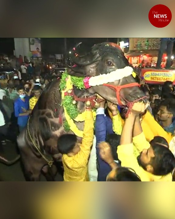 Buffaloes celebrated in Hyderabad’s iconic Sadar festival