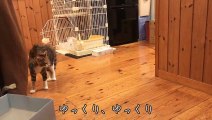 子猫に犬のぬいぐるみをプレゼントしたら、とんでもない事に…【三毛猫のまる】