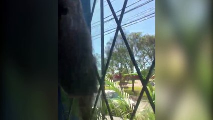 Porco-espinho é encontrado na Avenida Tancredo Neves e internautas pedem ajuda
