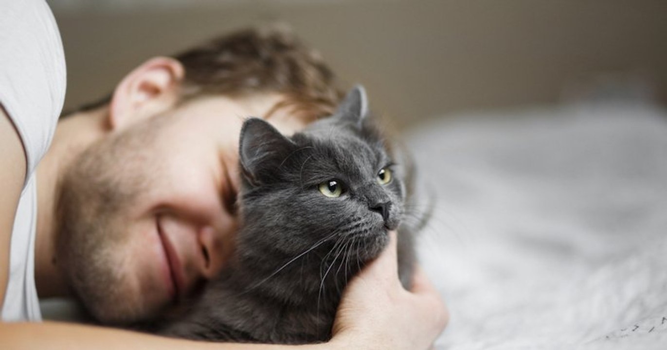 MeowTalk, l'application qui traduit les miaulements de votre chat