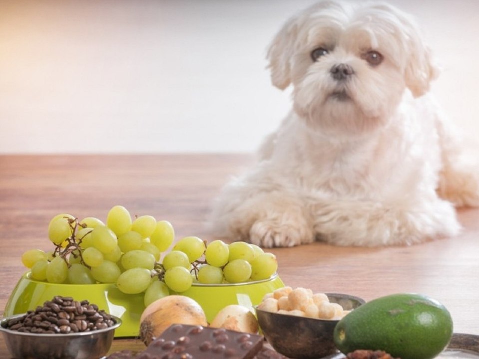 Vorsicht! Das darf dein Hund auf keinen Fall fressen