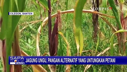 Jagung Ungu, Pangan Alternatif yang Menguntungkan Petani
