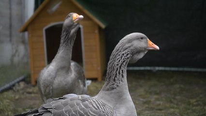 Lonely bachelor who bought two pet geese as company during lockdown has been ordered to get rid of them