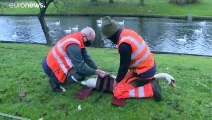 Surto de gripe aviária origina confinamento de aves na Bélgica