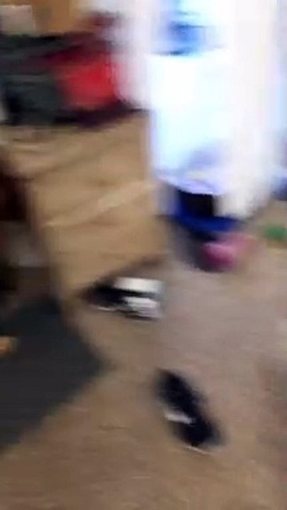 Guilty Dog Hides Face in Shame Shameful dog apologizes for almost biting owner