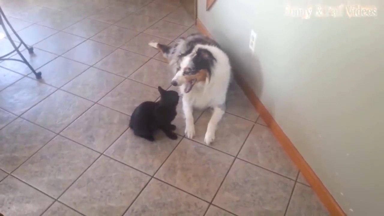 The funniest cats and dogs,animals life