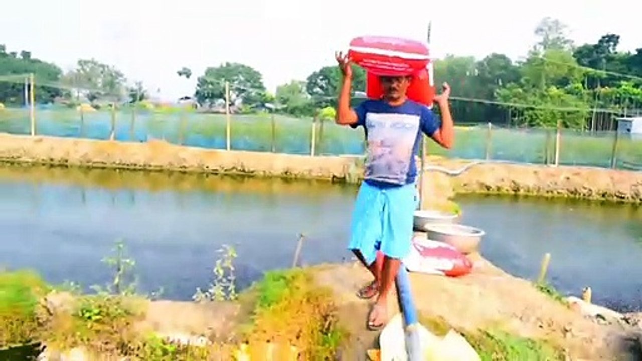 Million Catfish Eating Pellet Feed in Pond _ Usaha Budidaya Lele _ Catfish Farmi
