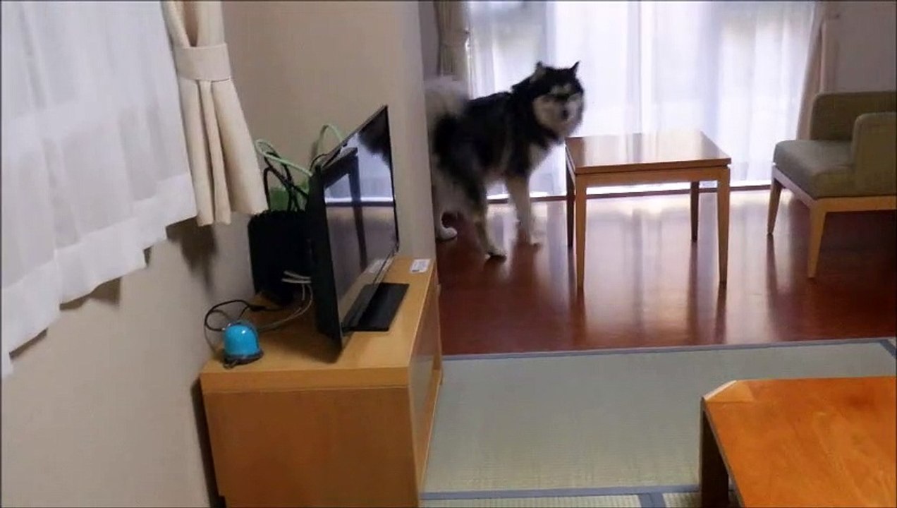 レイセニット