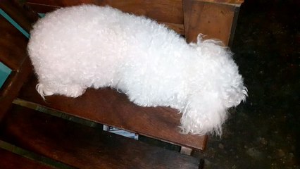 MI PERRITA PANCHA