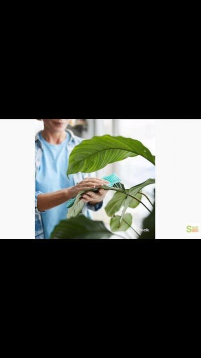 Aprende a limpiar las hojas de tus plantas