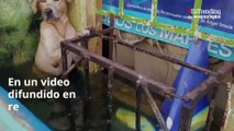 Perro rescatado de las inundaciones en México ahora hace parte de la Marina