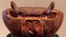 Woman Embarks On Mission To Help Injured Crab Grow Its Limbs Back