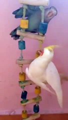 Scooby and gang climb down ladder race