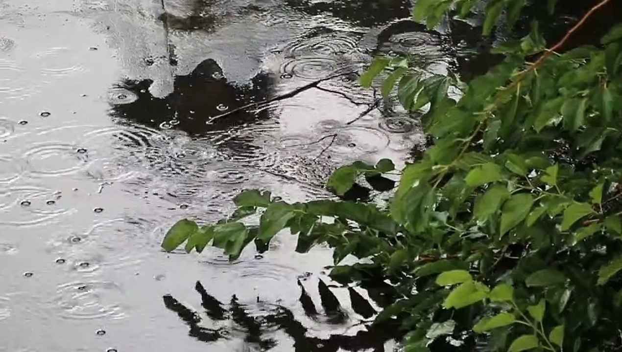 Sons de chuva para dormir, La pluie sonne se détendre, Suena la lluvia para relajarse, Rain sounds for sleeping, Uyumak için yağmur sesleri, Yağmur sesleri, 雨が眠りに聞こえる