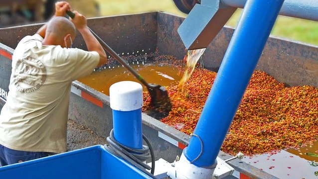 How millions of pounds of coffee are processed at Hawaiian coffee farms