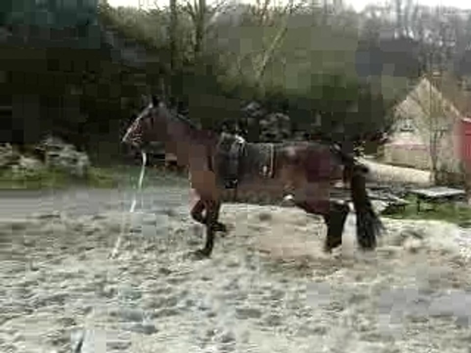 Queyras trotteur longe