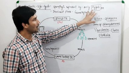 Haplontic Life Cycle-Plant Kingdom