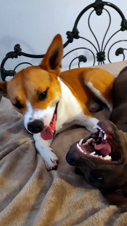 BIG MOUTHS for Tucker Carlson and Claire Bear