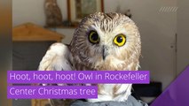 Hoot, hoot, hoot! Owl in Rockefeller Center Christmas tree, and other top stories in strange news from November 21, 2020.