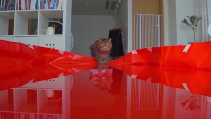 LuLu Dove Into the Water - Kittisaurus