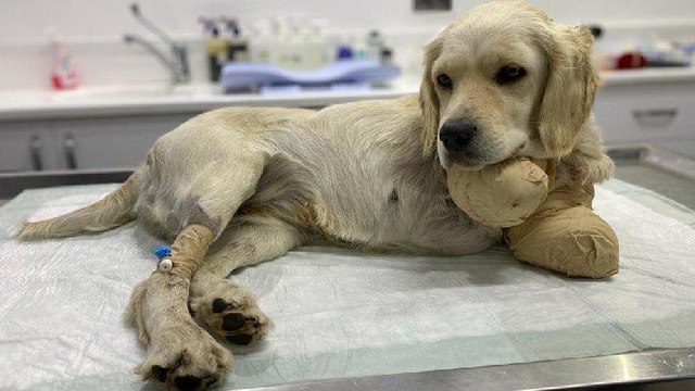 Patileri kesilen yavru köpek Pamuk’tan sevindiren haber