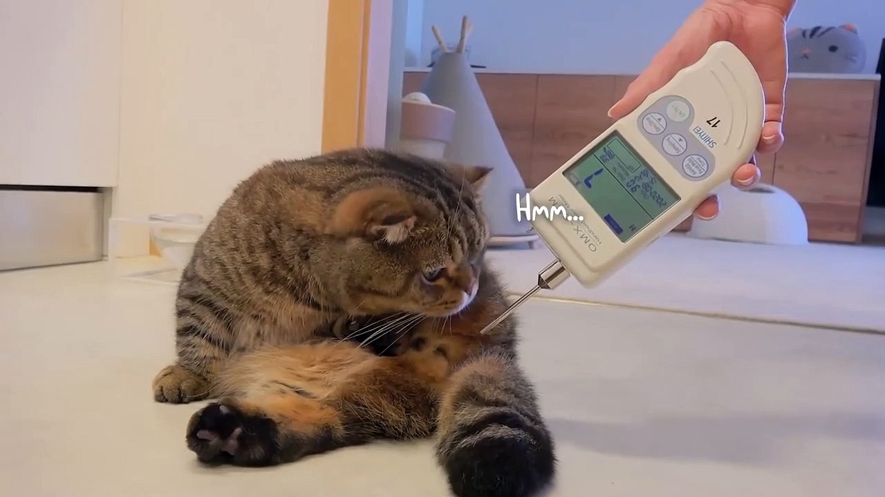 How Bad Does LuLu Stink - Kittisaurus