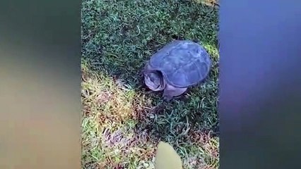 Dogs And Cats Reaction To Food - Funny Animal Reaction Pets Town