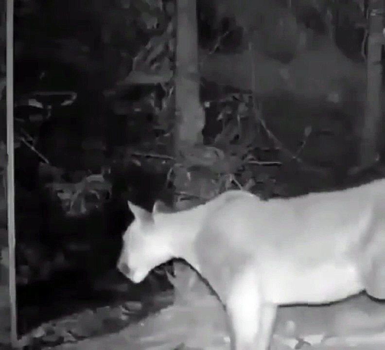 Des animaux sauvages sursautent devant un miroir