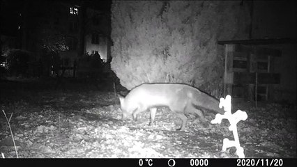 2 foxes and pork bones